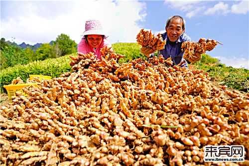 新仁化屋基生姜采挖的簡單介紹-圖1