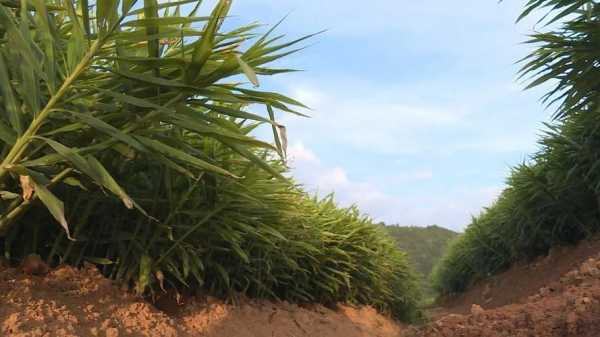 種植生姜要不要動土了的簡單介紹-圖2