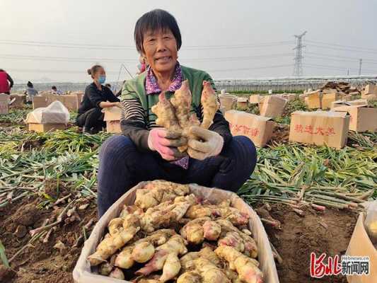 齊魯昌盛生姜收購