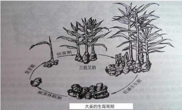 生姜生育階段