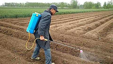 大棚里打除草劑能撒生姜嗎