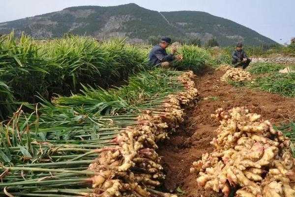 露地生姜種植技術(shù)-圖2