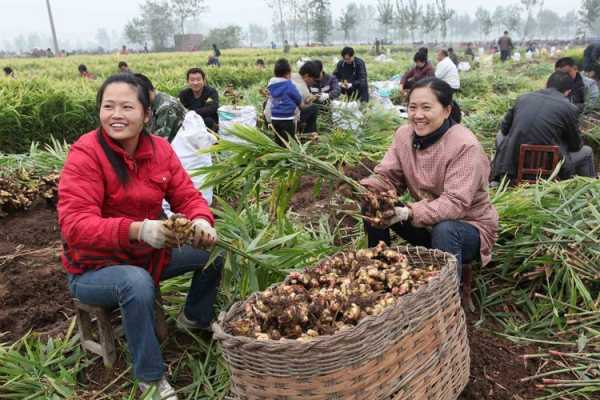 露地生姜種植技術(shù)-圖3