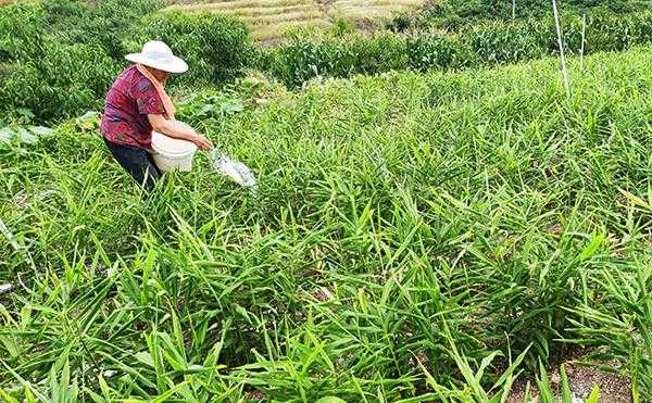 石家莊生姜種植前景怎么樣-圖2