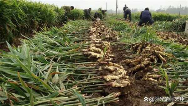 在南方秋天怎么種植生姜