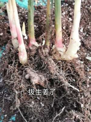 拔生姜范文