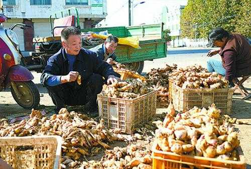 生姜購買點-圖1