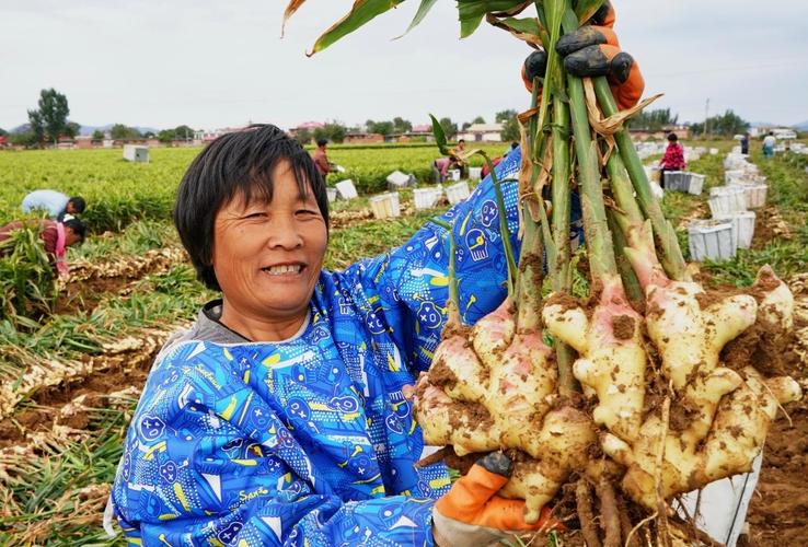 生姜種植留守營