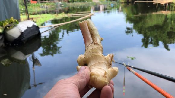 生姜釣魚好