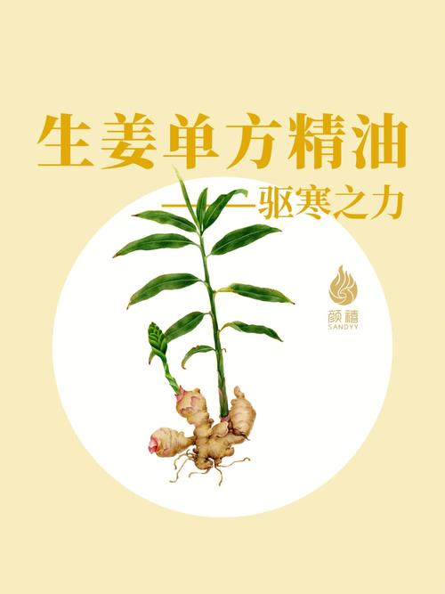 生姜精油含量