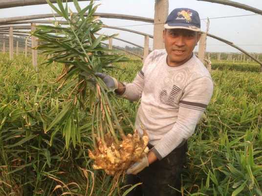 馬山縣生姜種植面積