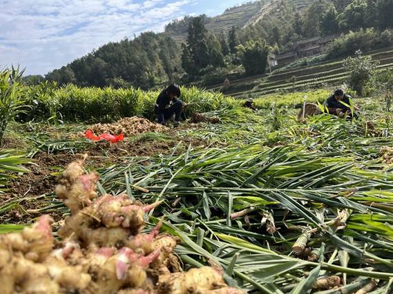 疫情情況種植生姜新聞-圖2