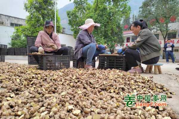 生姜與什么菜套種好