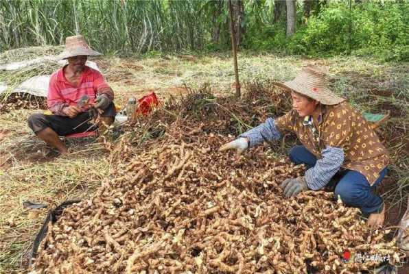 玉林哪里有收購(gòu)生姜的地方