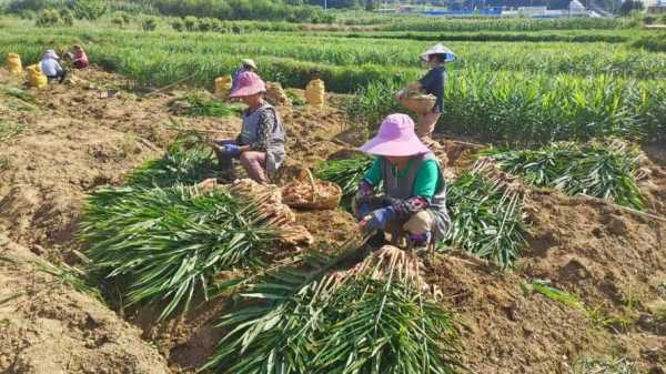 種植生姜下那個底肥-圖3