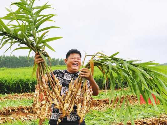 家里種植生姜怎么銷售-圖2