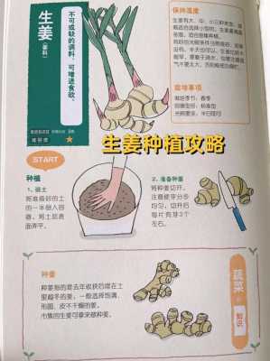 生姜露天種植方法