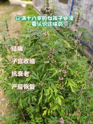 益母草紅花生姜能一起喝嗎-圖1